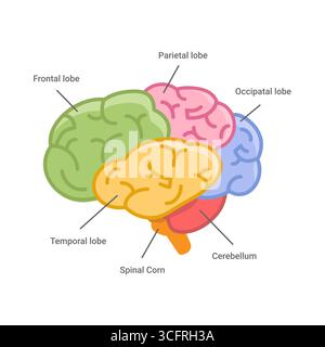 Sezioni del diagramma del cervello umano con descrizione del testo e nomi. Illustrazione della struttura cerebrale Illustrazione Vettoriale