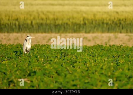 Un Heron grigio solitario (Ardea cinerea) sorge in un lussureggiante campo verde sotto la calda luce del sole. La sua posizione eretta aggiunge un tocco umoristico alla tranquilla scena. Foto Stock