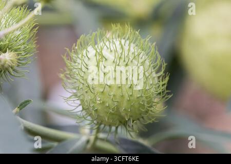 Gomphocarpus physocarpus. Foto Stock