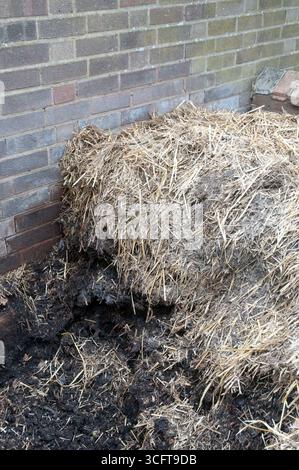 Un grande mucchio di fieno si trova accanto ad un muro di mattoni, mescolato con letame scuro sul terreno in un ambiente rurale sotto cieli azzurri chiari. Foto Stock