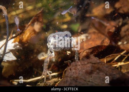 Sbirri primaverili che riproducono sott'acqua nella piscina vernal Foto Stock