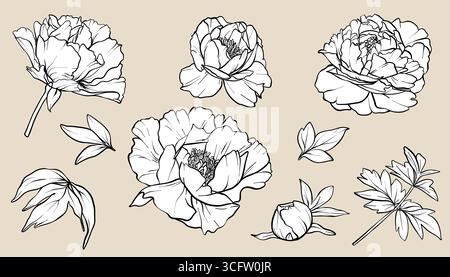 Set vettoriale linea ART peony. eps10. Disegno floreale in stile line art. Linea floreale art Schizzo di peonia dipinto da inchiostri neri. Incisione del bouquet per il matrimonio Illustrazione Vettoriale