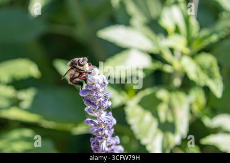 bumblebee robberfly Laphria flava impollina una pianta di salvia blu in California, USA Foto Stock