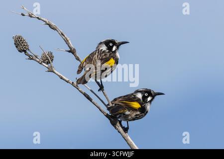 Australiani New Holland Honeyeaters appollaiati sul ramo degli alberi Foto Stock