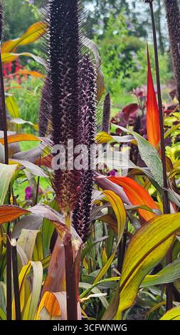 Pianta ornamentale di miglio con foglie viola colorate e testa di semi in giardino Foto Stock