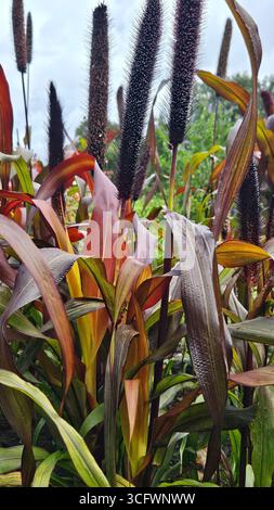Pianta ornamentale di miglio con foglie viola colorate e testa di semi in giardino Foto Stock