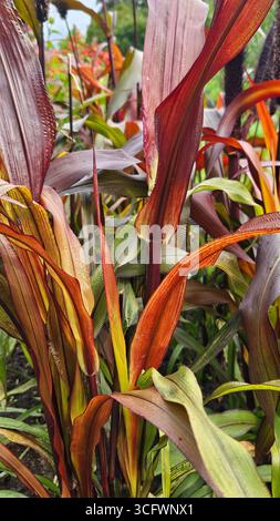 Pianta ornamentale di miglio con testa di seme nel giardino estivo Foto Stock