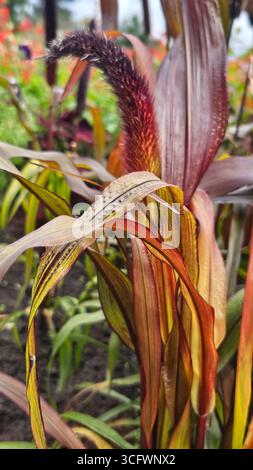 Pianta ornamentale di miglio con testa di seme nel giardino estivo Foto Stock