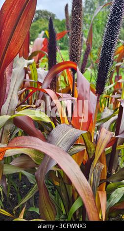 Pianta ornamentale di miglio con testa di seme nel giardino estivo Foto Stock
