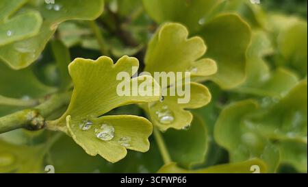 Foglia di Ginkgo Biloba con goccioline d'acqua Macro Foto Stock