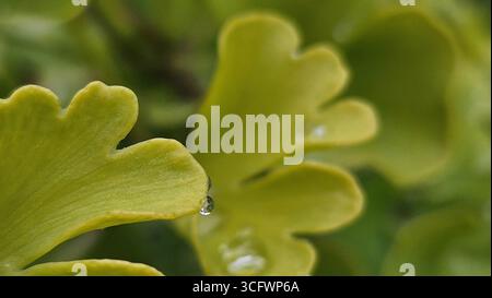 Foglia di Ginkgo Biloba con goccioline d'acqua Macro Foto Stock