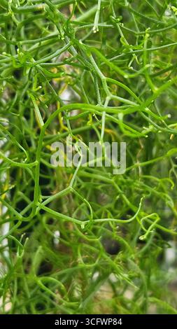 Primo piano dei gambi Rhipsalis Mistletoe Cactus Green Foto Stock