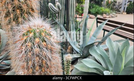 Rustic Arrow Cactus in Pot w/Flower-Tall Garden Art, Multi