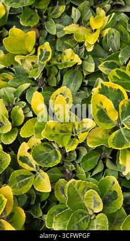 Golden Euonymus variegato foglie primo piano Foto Stock