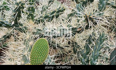 Primo piano di Opuntia microdasys (Bunny Ear Cactus) con spine bianche affilate Foto Stock