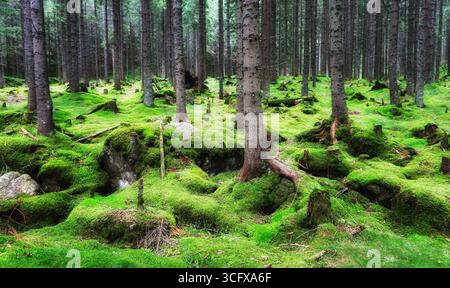 Magica foresta da favola. La foresta di conifere ricoperta di verde muschio. Atmosfera mistica. Foto Stock