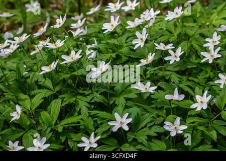 I molti fiori bianchi selvatici nella foresta primaverile. Fiore bellezza, natura, naturale. Giorno estivo soleggiato, erba verde nel parco. Anemonoides nemorosa. Foto Stock
