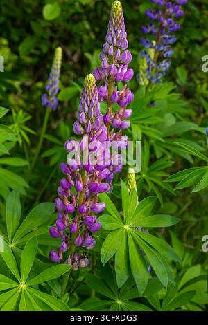 Lupino, lupino, campo di lupino con fiori rosa viola e blu. Foto Stock