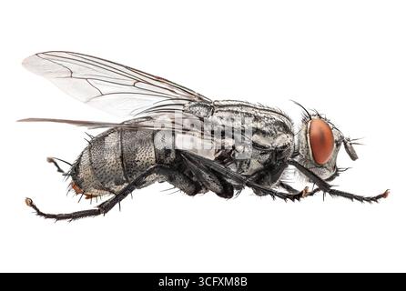 Studio di primo piano con macro insetti Fly isolato su sfondo bianco Foto Stock