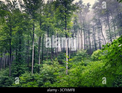 Nebbia foresta mistica. Alberi in autunno bosco in una nebbia. Foto Stock