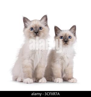 Simpatico duo di gattini del Sacro Birman, seduti vicini. Guardando verso la fotocamera con occhi specifici per la razza. Isolato su sfondo bianco. Foto Stock