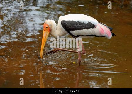 Cicogna dipinta (Mycteria leucocephala) camminando e pescando in acqua, Sri Lanka Foto Stock