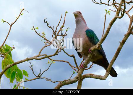 Piccione verde imperiale (Ducula aenea), Sri Lanka Foto Stock