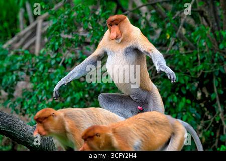 La scimmia Proboscis endemica o scimmia dal naso lungo (Nasalis larvatus) insegue altri Proboscis nella foresta, nel Borneo, in Malaisia Foto Stock