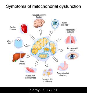 Sintomi di disfunzione mitocondriale. Poster vettoriale dettagliato Illustrazione Vettoriale