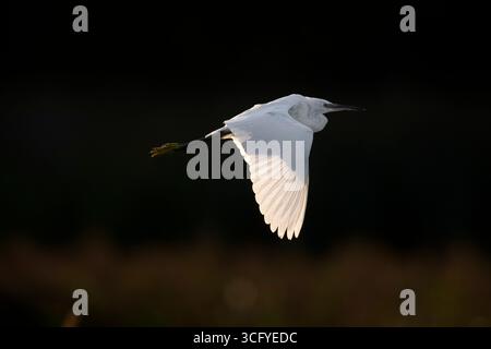 Little Egret Egretta garzetta, adulti in piumaggio non riproduttivo retroilluminato mentre sorvola un habitat di canne, Nottinghamshire, Regno Unito, agosto Foto Stock