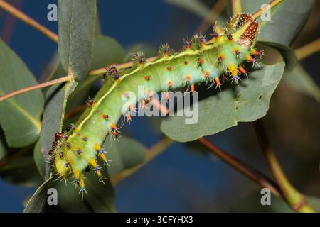 Larva dell'imperatore Gum Moth, nutrendosi di foglie di eucalipto. Foto Stock