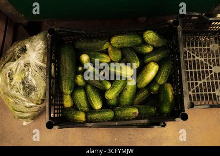 Cassa di plastica riempita con cetrioli freschi al mercato. Raccolto biologico pronto per la vendita. Cibo crudo sano per cucinare, decapare o insalate. Foto Stock