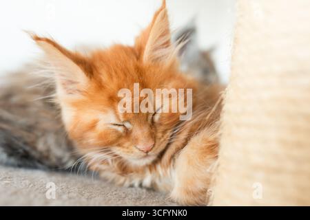 100. Il morbido gattino arancione dorme sonni tranquilli su una superficie morbida accanto a un palo di graffi testurizzati, creando un'atmosfera serena e calda nella Foto Stock