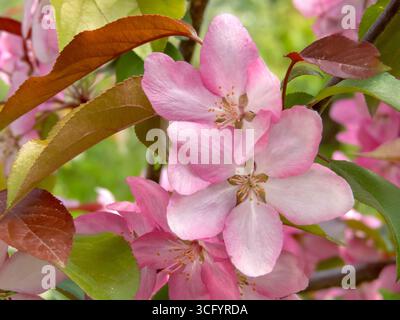 Primo piano di singoli fiori di melo ornamentale, ampiamente aperti. I delicati petali catturano la fresca e vibrante bellezza della primavera. Ideale per botanica Foto Stock