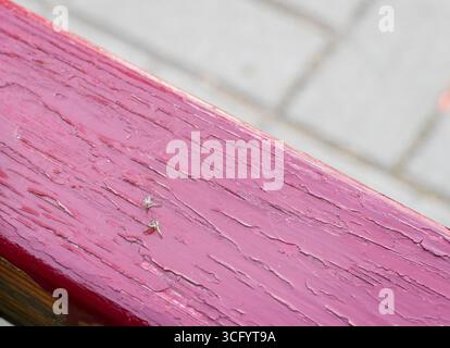 Due zanzare morte sulla panchina di legno Foto Stock