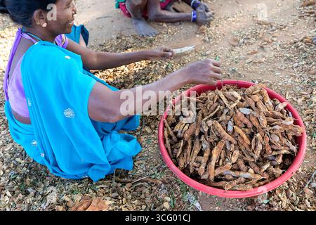 Donna che lavora, selezionando con carrube (Ceratonia siliqua) in un giardino in un remoto villaggio di orissa, in india, Foto Stock