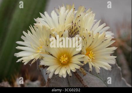 Fiori gialli di Astrophytum myriostigma, il cactus del vescovo, o il cactus del vescovo miter, un cactus originario del Messico. Giardino botanico di Roma, Italia Foto Stock