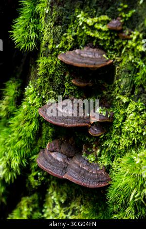 Fungo bruno scuro che cresce su un ceppo d'albero ricoperto di muschio verde brillante Foto Stock