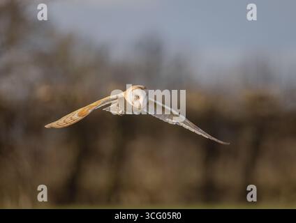 Un bellissimo fienile (Tyto Alba) in volo su un terreno boschivo. Illuminata dal sole che tramonta, mentre vai a caccia alla luce della sera. Suffolk, Regno Unito Foto Stock