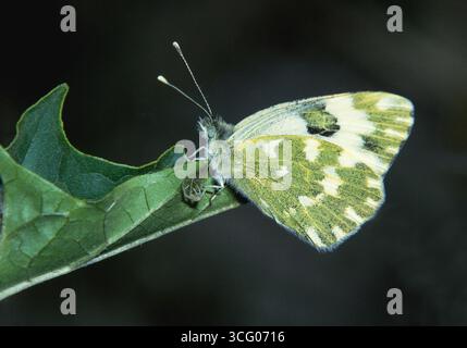 Lepidottera, Euchloe ausonia, Eastern Dappled White, farfalla Foto Stock