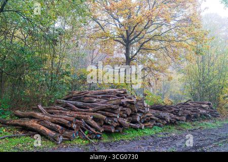 Pista fangosa che passa davanti a tronchi impilati nel bosco del Blean orientale in una mattina umida e nebbiosa in autunno. Il legname è contrassegnato come pronto per la raccolta. Foto Stock