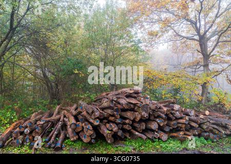 Tronchi impilati nel bosco del Blean orientale in una mattina umida e nebbiosa in autunno. Il bosco antico è un ricco habitat per alberi, piante e uccelli. Foto Stock