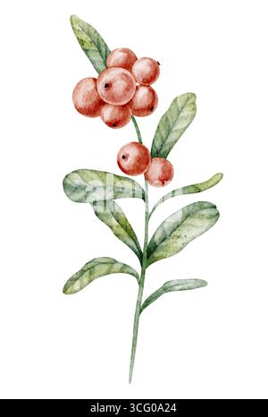 Ramo di mirtillo rosso con frutti rossi e foglie verdi dipinte ad acquerello. Disegno di Lingonberry con bacche autunnali. Arte del cowberry su sfondo isolato per la progettazione di etichette alimentari. Schizzo di foxberry Foto Stock