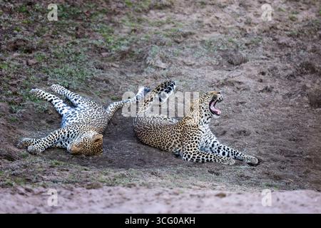 Due giovani leopardi (fratelli) sono sdraiati nella parte asciutta del letto del fiume Luangwa, svegliandosi lentamente un leopardo sta sbadigliando - Luangwa meridionale, Zambia Foto Stock