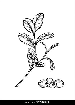 Ramo di mirtillo selvatico con foglie e bacche mature pelo disegno vettoriale monocromatico con inchiostro nero. Bozzetto di bosco disegnato a mano Illustrazione Vettoriale