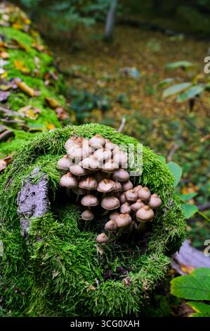 Mycena inclinata su un tronco di albero morto nel bosco funghi crescono all'interno di un albero Foto Stock