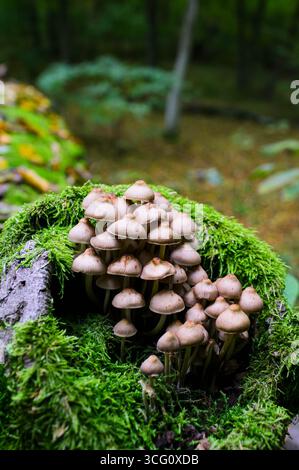 Mycena inclinata su un tronco di albero morto nel bosco funghi crescono all'interno di un albero Foto Stock