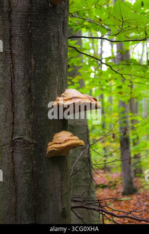Beige Inonotus obliquus è un fungo parassita che cresce su un albero nella foresta. Tè ai funghi chaga da vicino. Il concetto di medicina tradizionale. Foto Stock