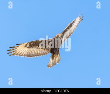 Un adulto morfo oscuro, Ferruginous Hawk, si libra contro un cielo blu. Foto Stock