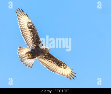 Un adulto morfo oscuro, Ferruginous Hawk, si libra contro un cielo blu. Foto Stock